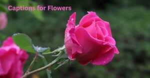 Captions for Flowers