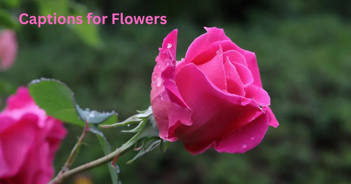 Captions for Flowers